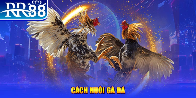 win rar Ws168 Đá Gà